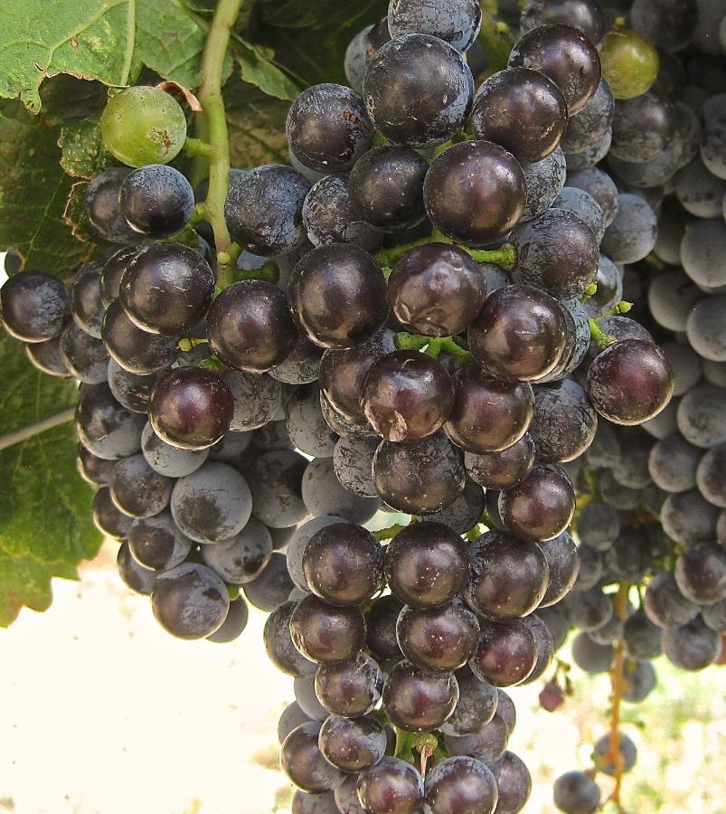 Wine Country Inn Palisade エクステリア 写真